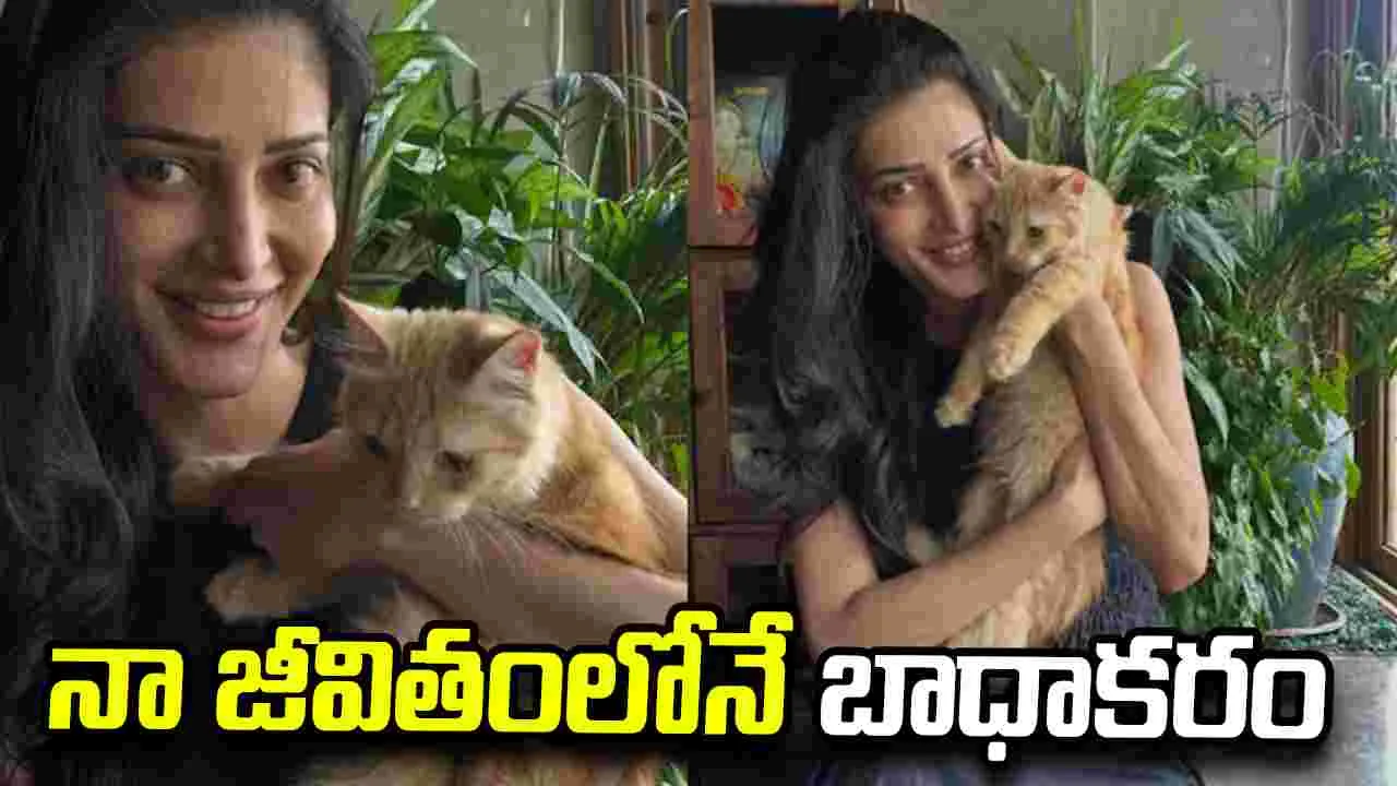 శ్రుతి హాసన్ పెంపుడు పిల్లి రీహోమ్‌పై స్పందన